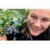 SPRAY FREE SWEET TASTING BLUEBERRIES  125 Gram Punnet Katikati Grown